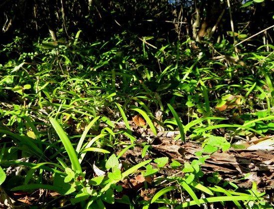 Agapanthus praecox subsp. minimus at a forest edge