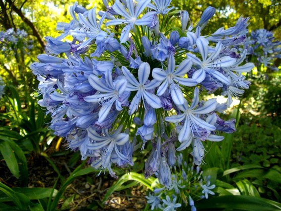 Agapanthus