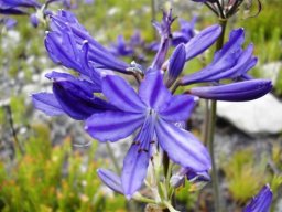 Agapanthus africanus flowers