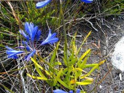 Agapanthus africanus stressed leaves