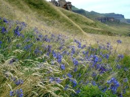Agapanthus campanulatus in Drakensberg grass