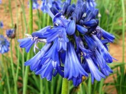 Agapanthus inapertus