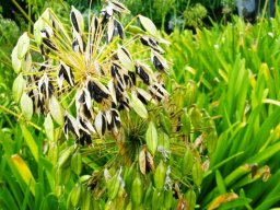 Agapanthus praecox fruit releasing black seeds