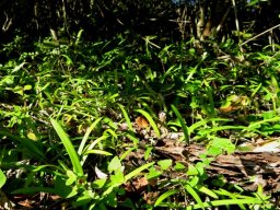 Agapanthus praecox subsp. minimus at a forest edge