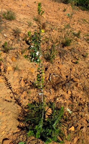 Agathosma betulina used by people