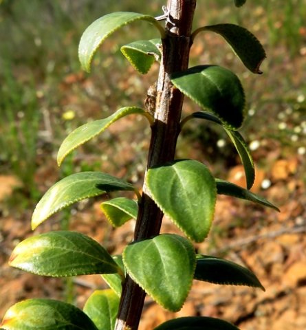 Agathosma betulina leaves
