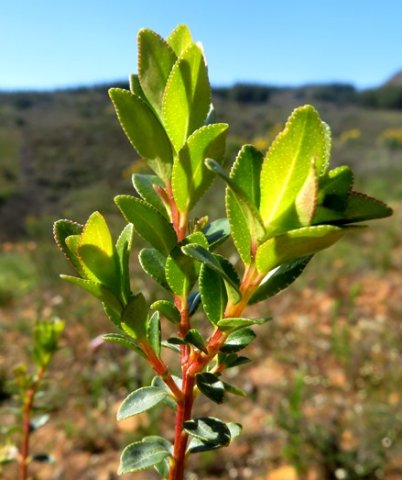 Agathosma betulina stem-tips