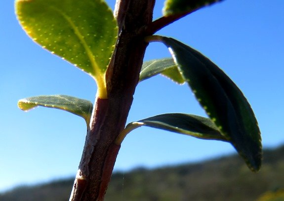 Agathosma betulina upper stem