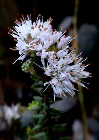 Agathosma capensis