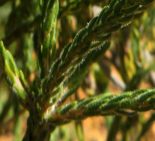 Agathosma capitata leaves