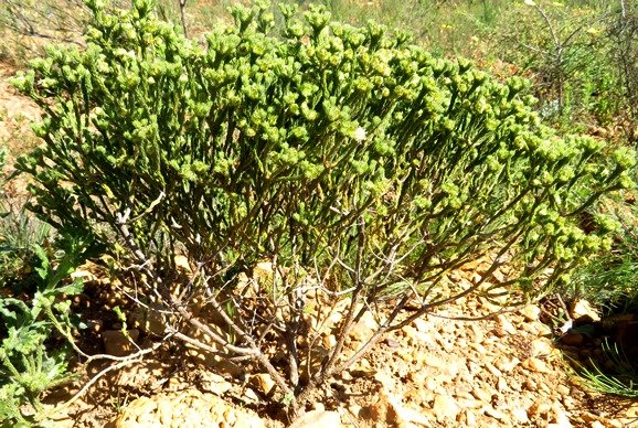 Agathosma capitata