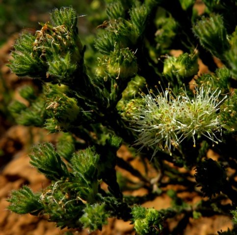 Agathosma capitata stem-tips