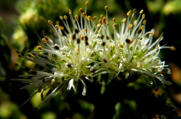 Agathosma capitata flowers