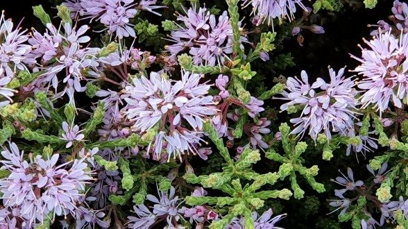 Agathosma capitata young flowers