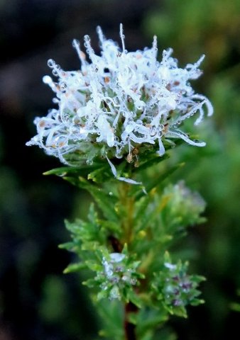 Agathosma ciliaris