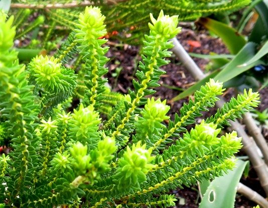 Agathosma collina