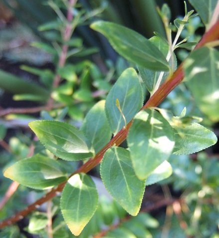 Agathosma crenulata