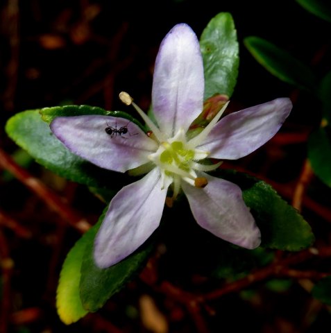 Agathosma crenulata flower and ant