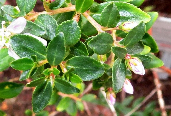 Agathosma crenulata stem-tips