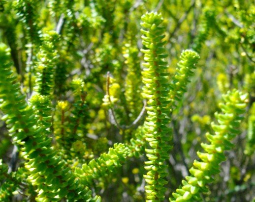 Agathosma gonaquensis critically endangered