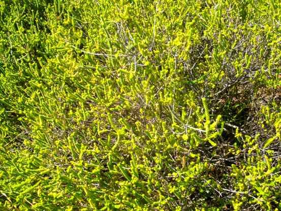 Agathosma gonaquensis