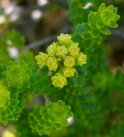 Agathosma gonaquensis, hottentotsboegoe