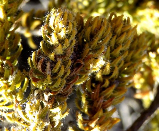 Agathosma species nova (lanata) leaf keels