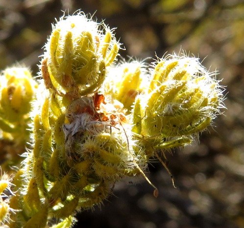 Agathosma species nova (lanata) wiry hairs