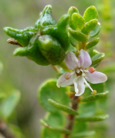 Agathosma odoratissima flower and fruit