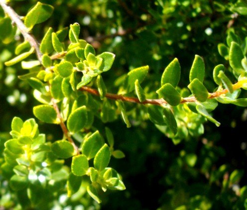 Agathosma ovata Kluitjieskraal
