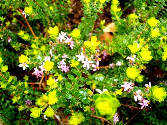 Agathosma ovata