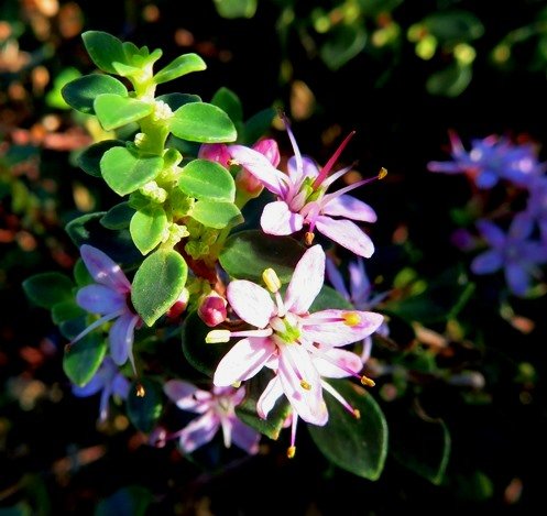 Agathosma ovata Kluitjieskraal in sunlight
