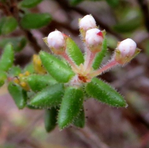 Agathosma ovata stem-tip buds