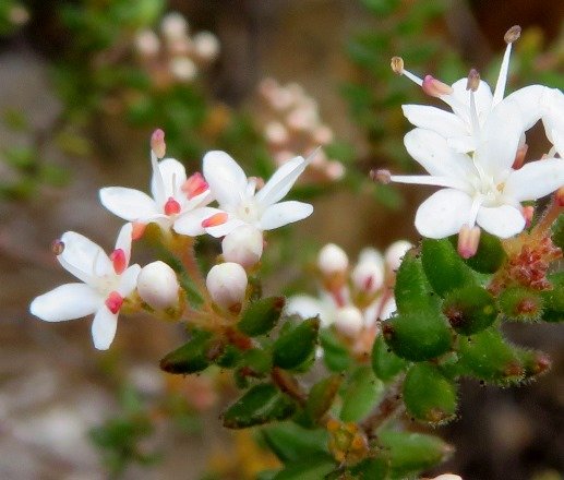 Agathosma ovata pink-red young anthers
