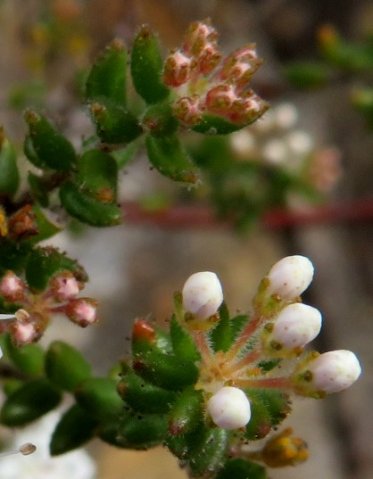 Agathosma ovata buds of different stages