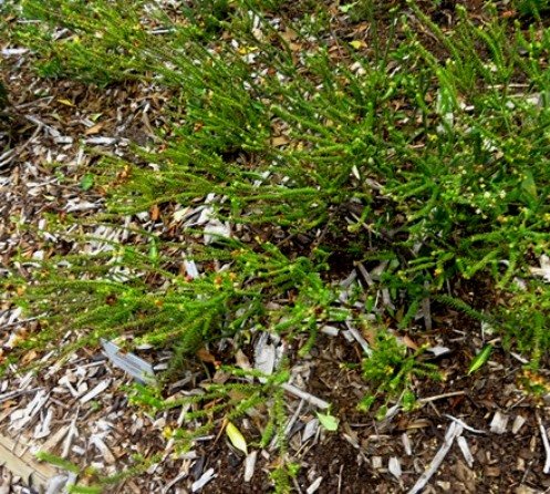Agathosma riversdalensis