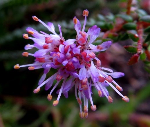 Agathosma riversdalensis young flowers