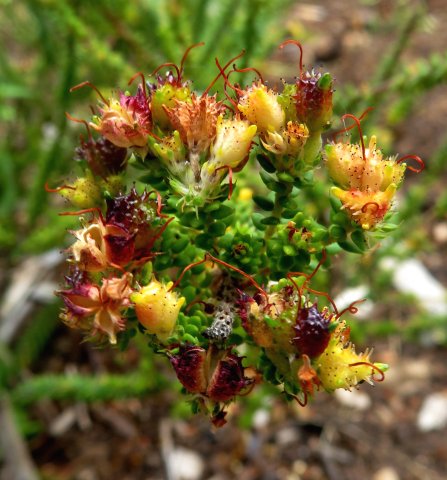 Agathosma