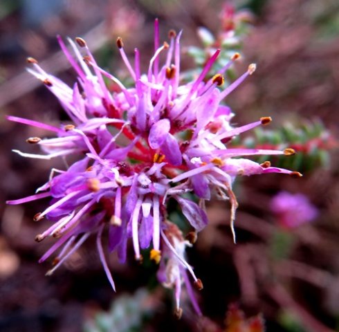 Agathosma riversdalensis old flower cluster