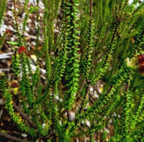 Agathosma riversdalensis leaves