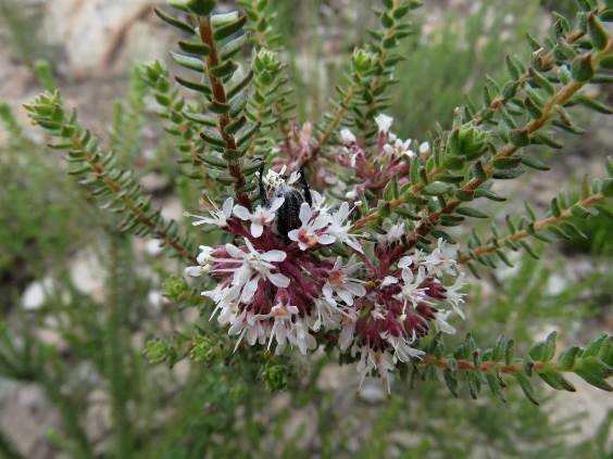 Agathosma roodebergensis leaves and flowers