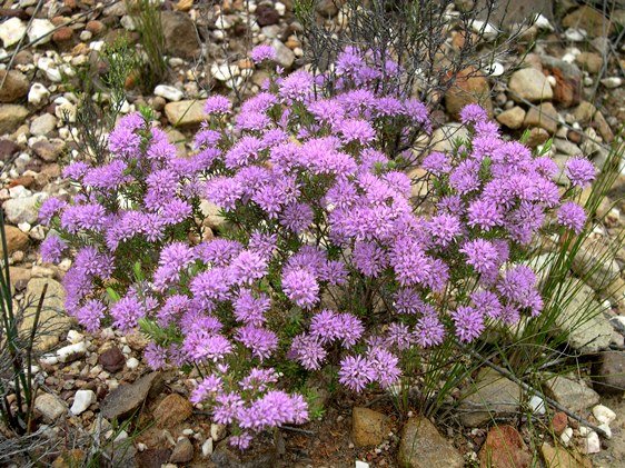 Agathosma species nova (arida)