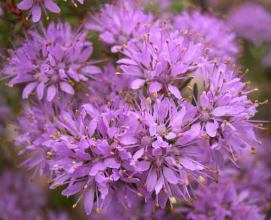 Agathosma species nova (arida) flowers