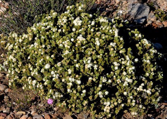 Agathosma species nova (lanata)