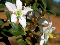 Agathosma betulina