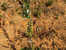 Agathosma betulina used by people