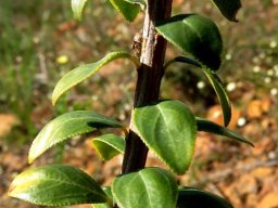Agathosma betulina leaves