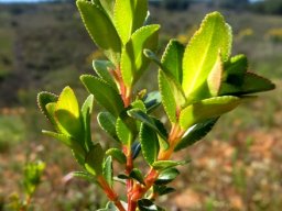 Agathosma betulina stem-tips