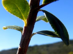 Agathosma betulina upper stem