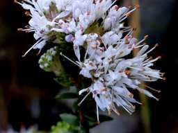 Agathosma capensis